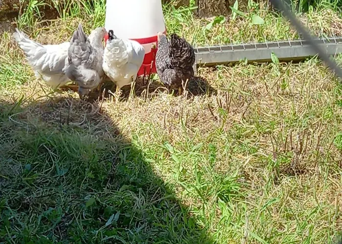 Tranquilla Oliveira do Hospital